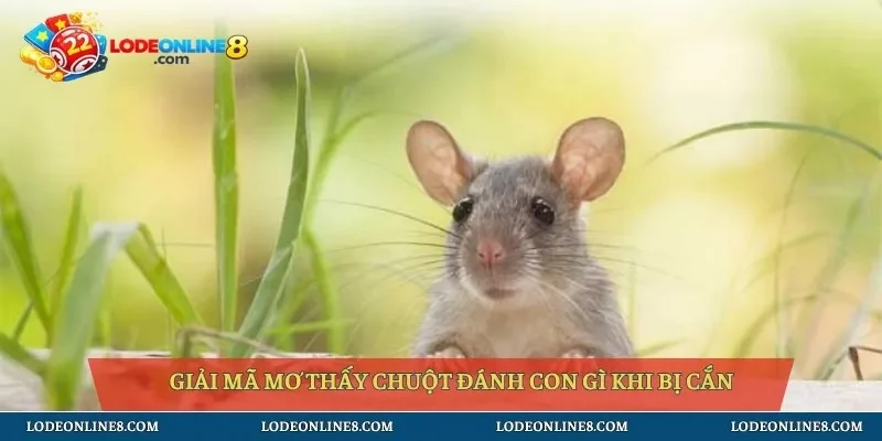 Giải mã mơ thấy chuột đánh con gì khi bị cắn