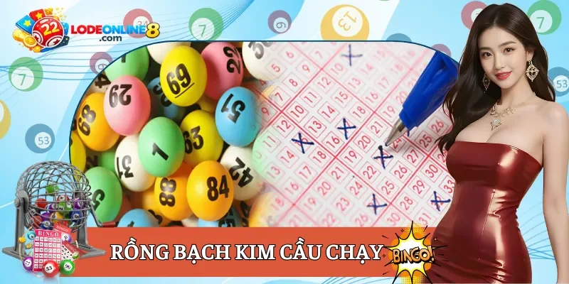 rồng bạch kim cầu chạy